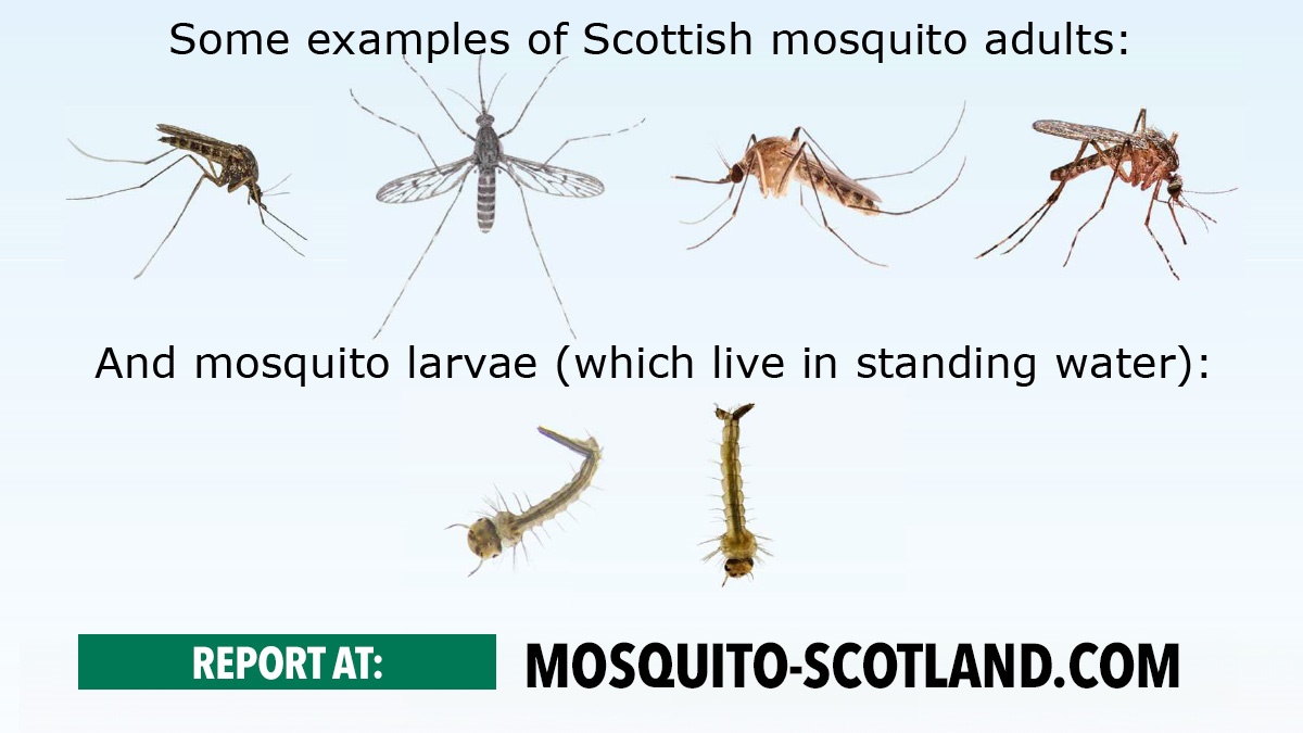 ScientistsaskpestprofessionalstohelpfindmosquitoesinScotland ScientistsaskpestprofessionalstohelpfindmosquitoesinScotland